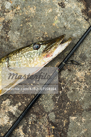 Pike and fishing rod, close-up