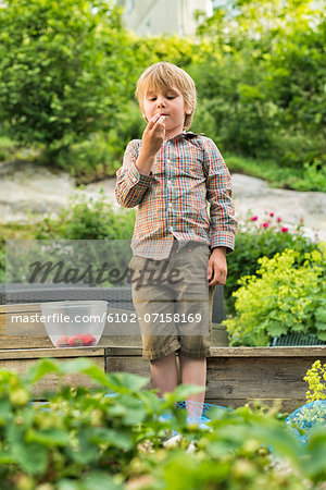 Boy picking strawberries