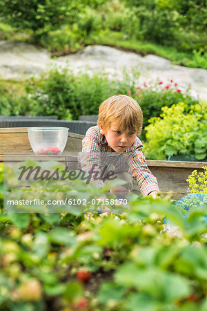 Boy picking strawberries