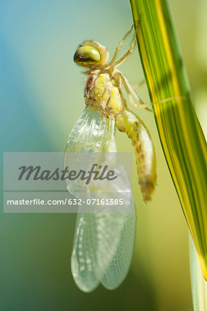 Newly emerged dragonfly drying its wings on blade of grass