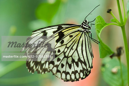 Paper kite butterfly (Idea leuconoe)