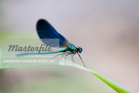 Blue dragonfly resting on blade of grass Blue dragonfly resting on blade of grass