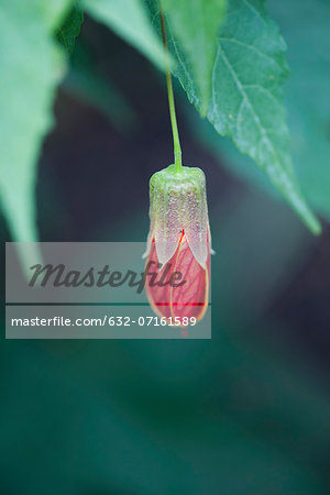 Flowering maple (Abutilon)