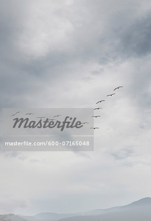 View of Canada Geese flying in formation, Vancouver Island, British Columbia, Canada