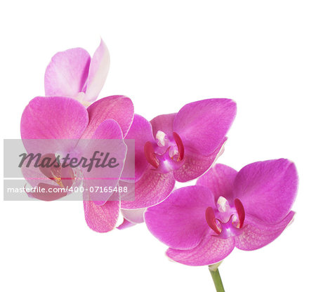 Pink orchid flowers. Isolated on white background