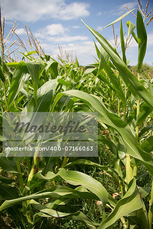 Cornfield in countryside