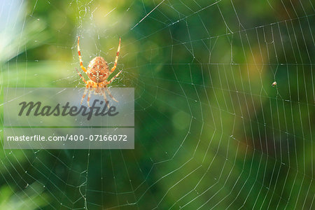 spider on a web spider sunlit