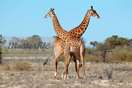 Two giraffe bulls (Giraffa camelopardalis), South Africa