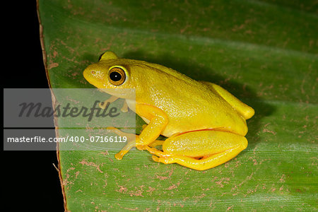 Tinker reed frog (Hyperolius tuberilinguis) on a plant leaf, South Africa