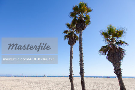 Palms on Santa Monica Beach - Los Angeles - during a sunny day with a perfect blue sky