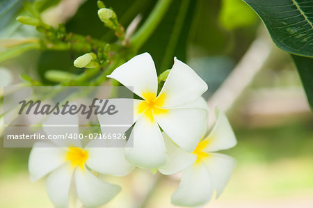 Frangipani flowers