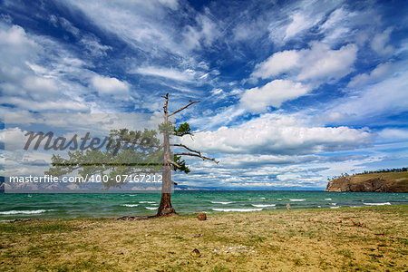 A lone pine tree at the strait Small Sea on island Olkhon
