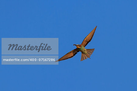 european bee-eater (Merops Apiaster) in fly