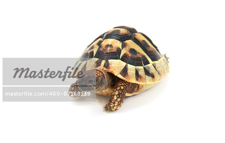 cute reptile - Hermann's tortoise  (Testudo hermanni) on white background