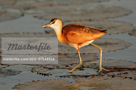 African Jacana (Actophilornis africana) on a water lily leaf, southern Africa