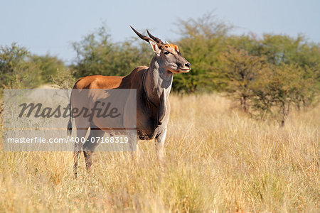 Eland antelope (Tragelaphus oryx) in natural habitat, South Africa