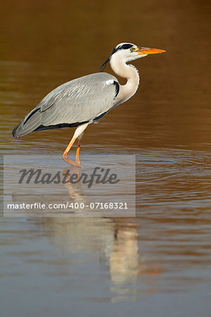 Grey heron (Ardea cinerea) in water with reflection, South Africa