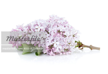 Lilac branch. Isolated on white background