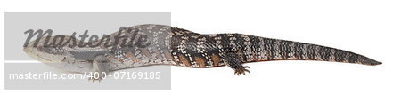 blue tongue lizard in profile on a white background