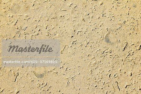 Sand and sea shell fossil texture ideal for a sea fish or beach themed background