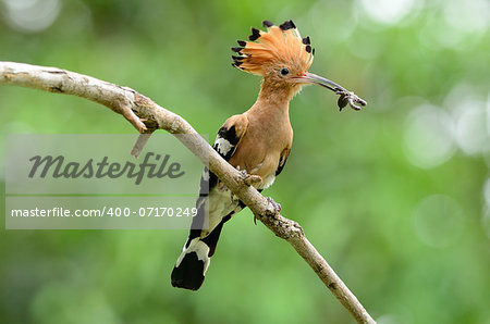 beautiful eurasian hoopoe (Upupa epops) possing on branch