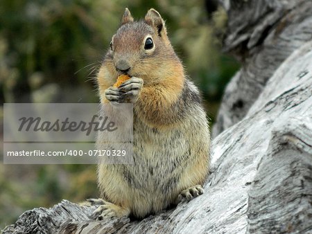 Chipmunk snacking on a cracker at Mount St Helens