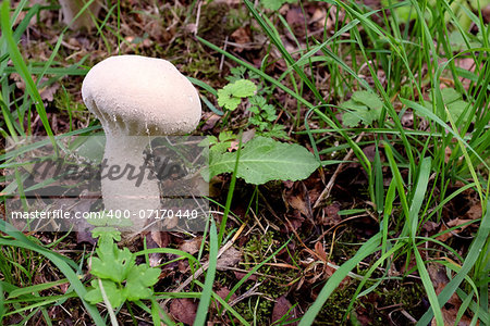 Single puffball mushroom growing among autumn leaves and grass