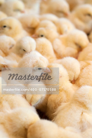 Group of chicks crowded in farm