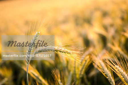 Closeup of wheat ears with wheat field in background.