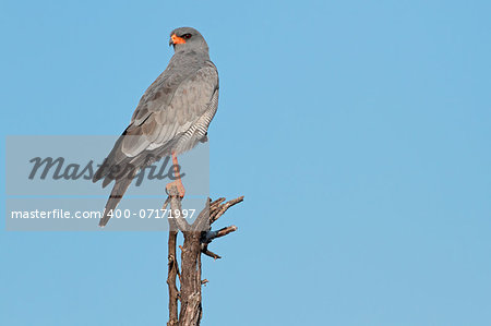 Pale Chanting goshawk (Melierax canorus) perched on a branch, South Africa