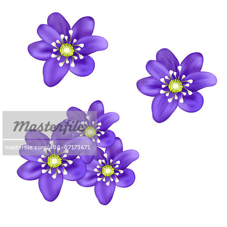 realistic spring flower hepatica in the vector, two isolated from the background and flower bouquet