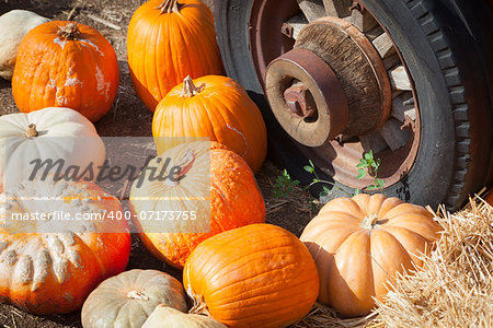 Fresh Orange Pumpkins and Old Rusty Antique Tire in a Rustic Outdoor Fall Setting.