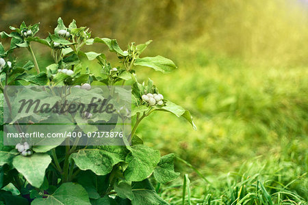 green bush agrimony in grass on autumn background