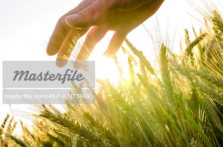 Hand over wheat field in early summer evening. Hand over wheat field in early summer evening.
