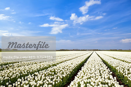 field with white tulips and blue sky, Alkmaar