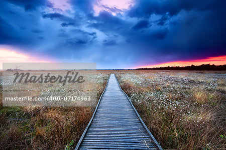 wooden path on swamp with flowering cottograss at sunset