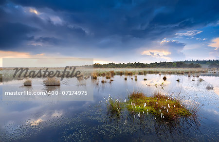 cotton grass on swamp after storm, Drenthe, Netherlands