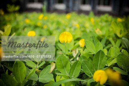 Small yellow flower Pinto Peanut plant,Small yellow flower blooming on the ground