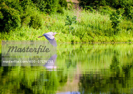 Image of a Great Blue Heron in flight over lake