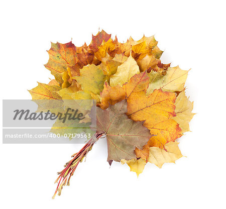 Colorful autumn maple leaves bunch. Isolated on white background