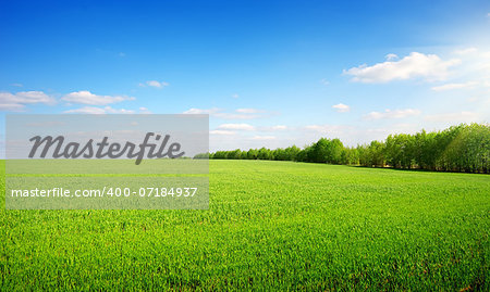 Beautiful green glade on a clear spring day