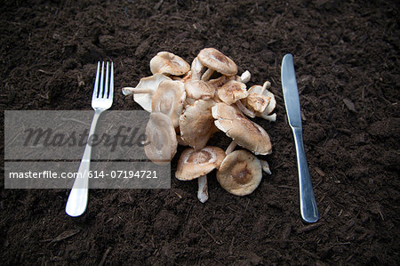 Knife and fork with mushrooms laid on soil