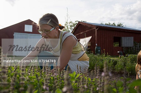 Woman picking plants on family herb farm