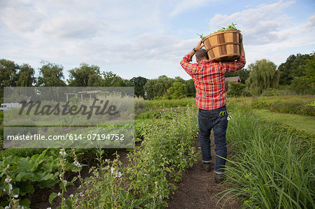 Mature man carrying basket of leaves on herb farm Mature man carrying basket of leaves on herb farm