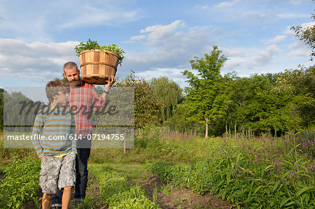 Mature man and son with basket of leaves on herb farm