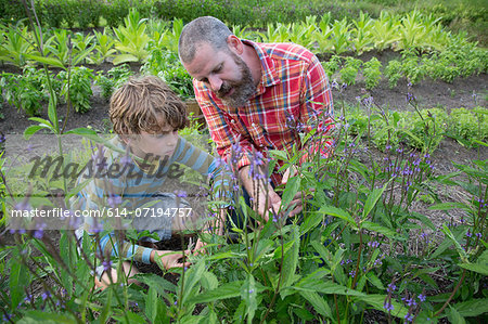 Mature man and son discovering plants on herb farm Mature man and son discovering plants on herb farm