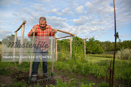 Mature man raking soil on herb farm
