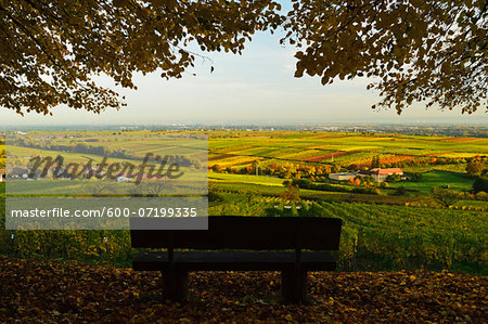 Vineyard Landscape, near Burrweiler, German Wine Route, Rhineland-Palatinate, Germany