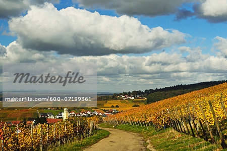 Vineyard Landscape and Umweg Village, Ortenau, Baden Wine Route, Baden-Wurttemberg, Germany
