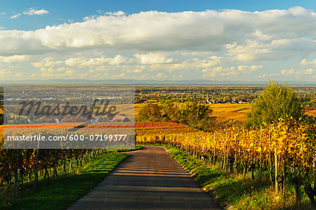 Vineyard Landscape, Ortenau, Baden Wine Route, Baden-Wurttemberg, Germany Vineyard Landscape, Ortenau, Baden Wine Route, Baden-Wurttemberg, Germany
